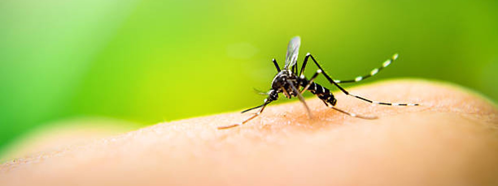 66 Dengue High Risk Zones in Sri Lanka, over 48,000 Dengue cases this year